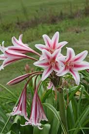 Image result for Crinum ornatum (Aiton) Herb.