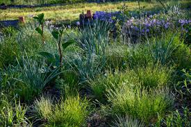 Image result for Carex