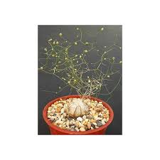 Image result for Schizobasis intricata