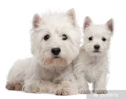 Aufkleber Zwei West Highland Terrier Welpen 4 Monate Alt Und 7 Wochen Alt Pixers Wir Leben Um Zu Verandern