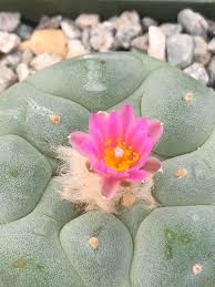 Image result for Isopyrum nipponicum