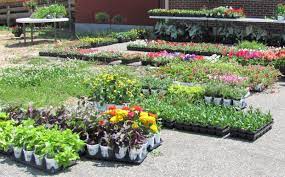 Check spelling or type a new query. Sell Plants Flowers Or Seeds Bulbs Plants Garden Plants For Sale Indoor Flowering Plants