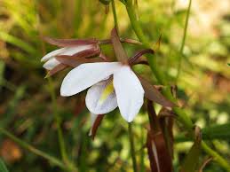 Image result for Eulophia hians