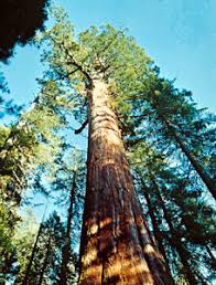 In this kids learning videos student ask about general knowledge questions for kids like why do trees. Giant Sequoia Kids Britannica Kids Homework Help