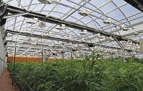 Light Dep Marijuana Venture