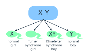 Is It Completely Random Whether A Baby Is A Boy Or A Girl Science Questions With Surprising Answers