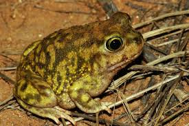 The frogs always like wet places. After The Rain The Toads Come Out From Underground As Explained By Estevan Frog And Toad Cute Frogs Toad