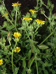 Image result for Brachythrix glomerata