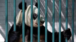 Our smart technology, based on big data and ai, monitors every running application. Humans Should Stop Meddling With Pandas And Let Them Die Quartz