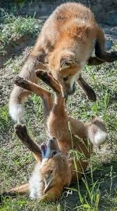 Fox Tattoo Idea Funny Wild Animals Pet Fox Cute Animals