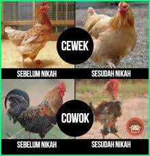 Lihat ide lainnya tentang gambar lucu, lucu, gambar. 12 Meme Ayam Paling Gokil Dan Kocak Yang Bikin Ngakak Dunia Fauna Hewan Binatang Tumbuhan Dunia Fauna Hewan Binatang Tumbuhan