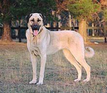 According to official kangal shepherd dog organisations in turkey. Slydsbuh2ppntm
