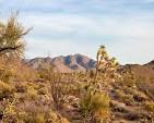 Discovering the Mojave Desert: A Complete Guide