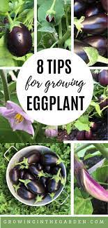 Then make a seedbox and put the seeds inside and wait until it germinate. How To Grow Eggplant 8 Tips For Growing Eggplant Growing In The Garden