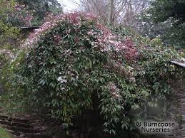On apr 20, 2008, biker1 from mclean, va (zone 7a) wrote: Clematis Armandii Apple Blossom From Burncoose Nurseries