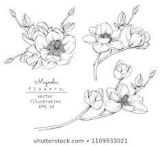 Sketch Floral Botany Collection Magnolia Flower Drawings Black And White With Line Art On White Back Illyustracii Cvetok Cvetochnyj Risunok Cvetochnoe Iskusstvo