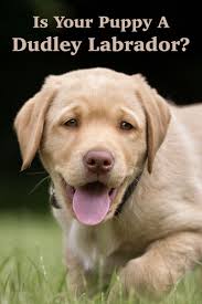 Dudley Lab The Pink Nose Labrador The Labrador Site Dudley Labrador Labrador Retriever Labrador Retriever Puppies