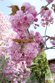 Cerisier Japonais A Fleurs Prunus Serrulata Jardipartage Cerisier Japonais Cerisier Fleur Du Japon