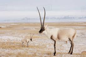 Photo D1267 11 992 From Dissolve Antelope Animals Wildlife Conservation Society