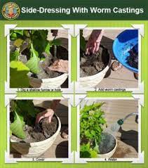 We did not find results for: Use Worm Castings To Side Dress Your Vegetable Garden Uncle Jim S Worm Farm