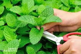Aug 21, 2017 · mint performs best in cool temperatures. How To Grow Mint Indoors 3 Growing Methods For Year Round Harvests
