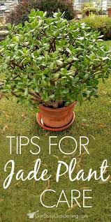 Jade Plant Care Tips How To Grow Take Care Of A Jade Succulent Jade Plant Care Jade Plants Plants