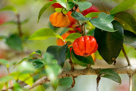 Image result for Eugenia natalitia