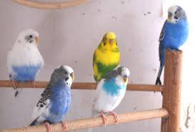 Etsy uses cookies and similar technologies to give you a better experience, enabling things like: Pet Shops Near Me That Sell Birds Pet S Gallery