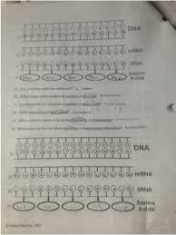 Ahead of talking about worksheet on dna rna and protein synthesis answer key, please are aware that education is definitely your critical for a more rewarding the next day, and finding out does not only cease right after the institution bell rings.which staying explained, we supply you with a variety of simple but educational content in addition to layouts manufactured ideal for almost any. 29 Rna And Protein Synthesis Gizmo Worksheet Answers Free Worksheet Spreadsheet