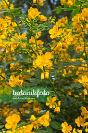 Image result for Senna floribunda