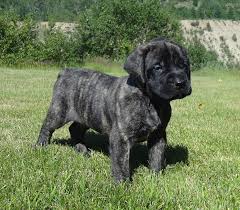 When the need for gamekeeper's dogs decreased, the dark brindle dogs so good for night camouflage gave way in popularity to the lighter fawn coloration. Mcilmoyle Mastiffs Brindle Mastiff Giant Dog Breeds English Mastiff Puppies
