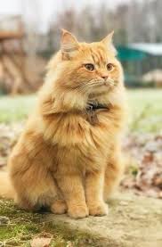 Mantyhose Corap Gorgeous Cats Beautiful Cats Pretty Cats