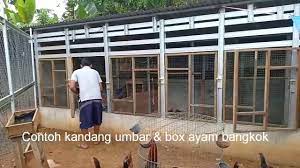 Tanpa ada nya kandang ayam bangkok yang baik, ayam bangkok yang sudah dibesarkan akan mudah terjangkit penyakit, dicuri, atau mengalami kandang ayam yang baik adalah kandang yang bisa menjadi tempat hidup yang nyaman untuk ayam bangkok dan juga bisa menghindarkan ayam. Contoh Kandang Ayam Yang Ideal Youtube