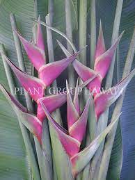 Upright Heliconia Plant Group Hawaii Heliconia Plant Plants Heliconia