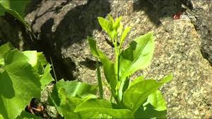 Sepp worked with the people at tamera in portugal to create a rain harvesting sepp holzer is not the entirety of permaculture. Der Krameterhof Von Sepp Holzer 1 2 Permakultur Vielfalt Statt Einfalt Weg Von Pestiziden Youtube