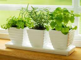 Plant herbs along walkways or at the garden's edge for easy harvesting. How To Plant And Grow Herbs Indoors Kitchen Herb Garden Tips Hgtv