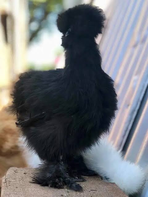 A majestic Black Silkie Chicken showcase, AI generated