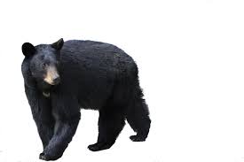 Bear Png Black Bear Bear Clipart Bear