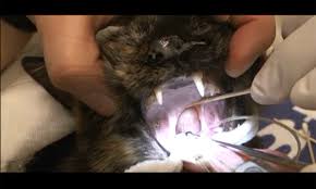 They happen most often in people with asthma, allergies, repeat infections or inflammation in the nasal passages. Exclusive Video Polyp Traction In A Cat Clinician S Brief