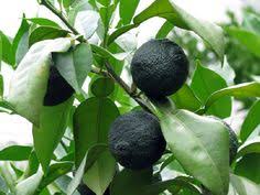 Fruit is a category of cooking ingredient that is required for some cooking set recipes. 300 Citrus Fruits Ideas Citrus Fruit Trees Citrus Fruit