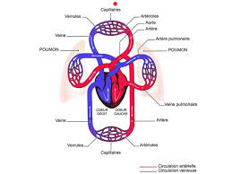 La Circulation Sanguine Human Circulatory System Circulatory System Circulatory System For Kids