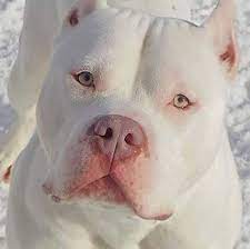 White Pitbull Cute Animals Beautiful Dogs Animals