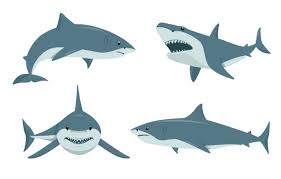 Image result for Shark