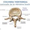 Antamony of your back ~ thoracic spine. 1