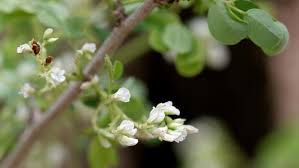 Image result for Dalbergia melanoxylon