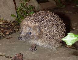 You can make a big difference by creating a hedgehog highway into your garden. Get Your Garden Hedgehog Ready This Spring Hedgehog Street