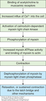 Excitable Tissue Muscle Ganongs Medical Physiology