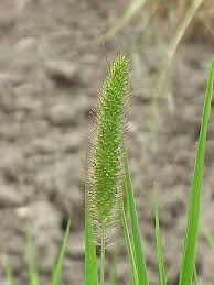 Image result for Setaria pseudaristata
