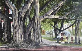 Maybe you would like to learn more about one of these? Florida Memory A Florida Banyan Tree