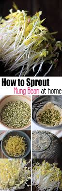 Pin On Mung Beans Sprouted